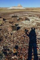 Placers of colored pieces of petrified sequoia trees, Petrified Forest National Park, Arizona photo