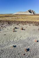 The trunks of petrified trees, multi-colored crystals of minerals. Petrified Forest National Park, Arizona photo