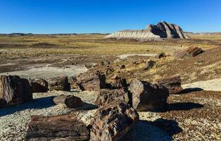 he trunks of petrified trees, multi-colored crystals of minerals. Petrified Forest National Park, Arizona photo