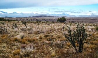Cacti Cylindropuntia sp. Prickly cylindropuntia with yellow fruits with seeds. New Mexico, USA photo