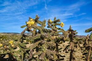 Cacti Cylindropuntia versicolor Prickly cylindropuntia with yellow fruits with seeds. New Mexico, USA photo