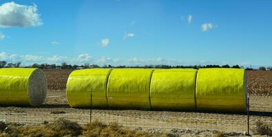 Round straw packed in round bales prepared for transport, New Mexico photo