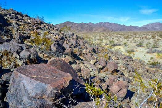 Stone desert and various desert plants in an arid area in Joshua Tree National Park photo