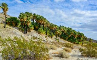 Palm trees rise in the desert at Thousand Palms Oasis near Coachella Valley Preserve. Villis palms oasis. California photo