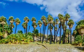 Palm trees rise in the desert at Thousand Palms Oasis near Coachella Valley Preserve. Villis palms oasis. California photo