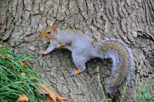 oriental gris ardilla sciurus carolinensis foto