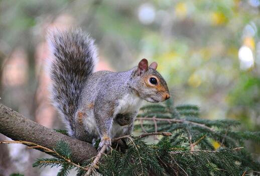 oriental gris ardilla sciurus carolinensis foto