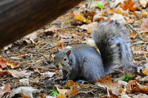 Eastern Gray Squirrel Sciurus carolinensis photo