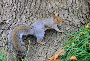 Eastern Gray Squirrel Sciurus carolinensis photo