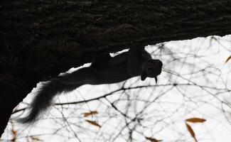 Wild animals, Gray Squirrel Sciurus carolinensis collects nuts in the park photo