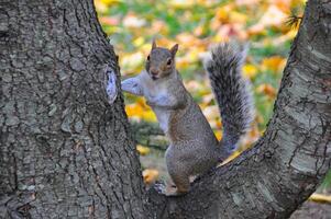 Eastern Gray Squirrel Sciurus carolinensis photo