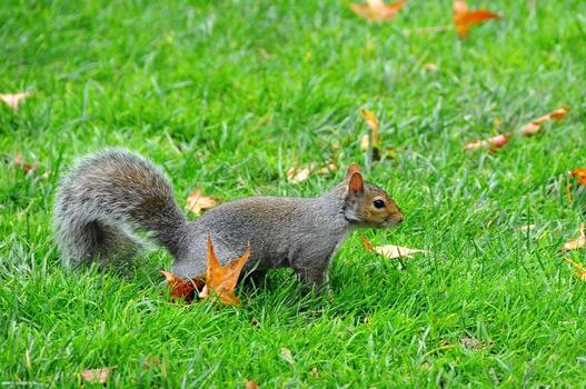 oriental gris ardilla sciurus carolinensis foto