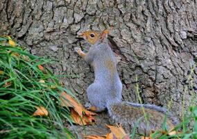 Eastern Gray Squirrel Sciurus carolinensis photo