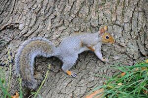 Eastern Gray Squirrel Sciurus carolinensis photo