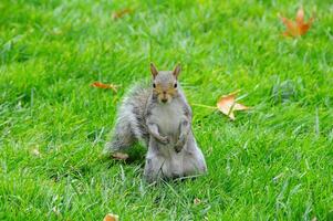 Eastern Gray Squirrel Sciurus carolinensis photo