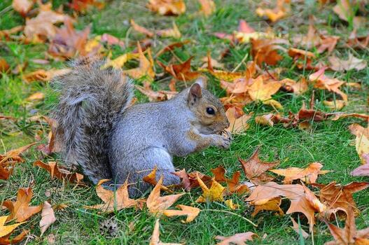 oriental gris ardilla sciurus carolinensis foto