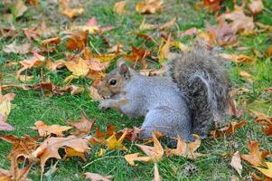 Eastern Gray Squirrel Sciurus carolinensis photo