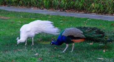 A tame albino peacock and a normal peacock stroll through the grass in a park photo