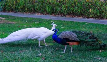 A tame albino peacock and a normal peacock stroll through the grass in a park photo