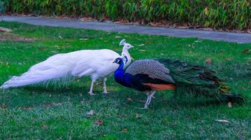 A tame albino peacock and a normal peacock stroll through the grass in a park photo
