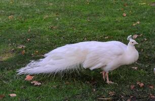 A tame albino peacock and a normal peacock stroll through the grass in a park photo