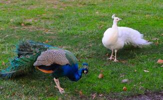 A tame albino peacock and a normal peacock stroll through the grass in a park photo