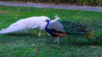 A tame albino peacock and a normal peacock stroll through the grass in a park photo