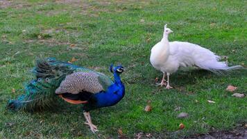 A tame albino peacock and a normal peacock stroll through the grass in a park photo