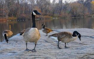 The Canada goose Branta canadensis, birds rest in the lake in Manhattan Park, New York photo