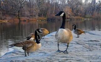 The Canada goose Branta canadensis, birds rest in the lake in Manhattan Park, New York photo