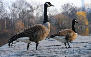 The Canada goose Branta canadensis, birds rest in the lake in Manhattan Park, New York photo
