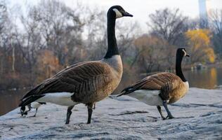 The Canada goose Branta canadensis, birds rest in the lake in Manhattan Park, New York photo