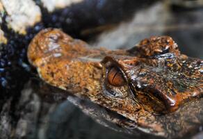 Close-up, head of a small alligator in a terrarium photo