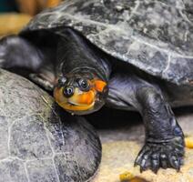 Turtles with red ears behind glass terrarium photo
