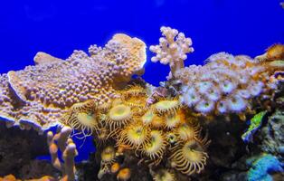 Zoanthids Zoantharia also called Zoanthidea, sea anemones in a marine aquarium photo