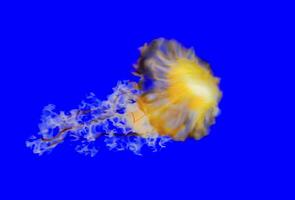 Chrysaora fuscescens, jellyfish on a blue background in a marine aquarium photo