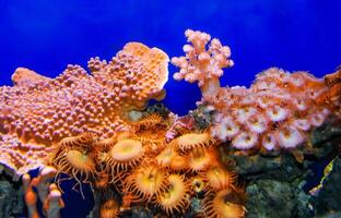Zoanthids Zoantharia also called Zoanthidea, sea anemones in a marine aquarium photo