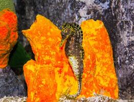 Seahorse in a large aquarium in the oceanarium photo