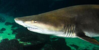 Big wild shark in the marine aquarium in the oceanarium photo
