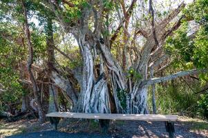 Resting bench near a large mangrove tree in a national park, Florida photo