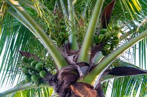 Large coconut tree with green coconuts against the sky, Florida photo