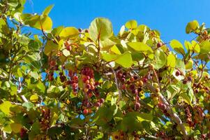 Close-up of Sea Grape Coccoloba uvifera, fruit on a tree in south Florida photo