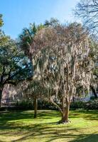 Spanish moss Tillandsia usneoides is an epiphytic flowering plant, growing on a tree in the park photo