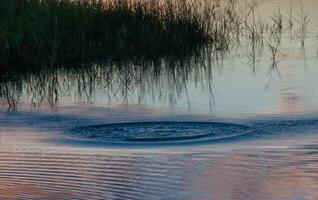 Beautiful sunset over the swamp in Louisiana, the reflection of clouds in the water, USA photo