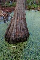 Bottom of bald cypress trees in swamp, Cypress swamp, Louisiana, US photo
