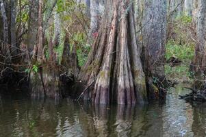 Bottom of bald cypress trees in swamp, Cypress swamp, Louisiana, US photo