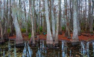Bottom of bald cypress trees in swamp, Cypress swamp, Louisiana, US photo