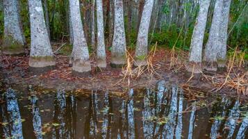 Bottom of bald cypress trees in swamp, Cypress swamp, Louisiana, US photo