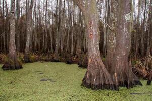 Bottom of bald cypress trees in swamp, Cypress swamp, Louisiana, US photo