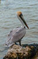 Brown Pelican Pelecanus occidentalis, an adult bird resting on a rock in the Gulf of Mexico, Florida photo